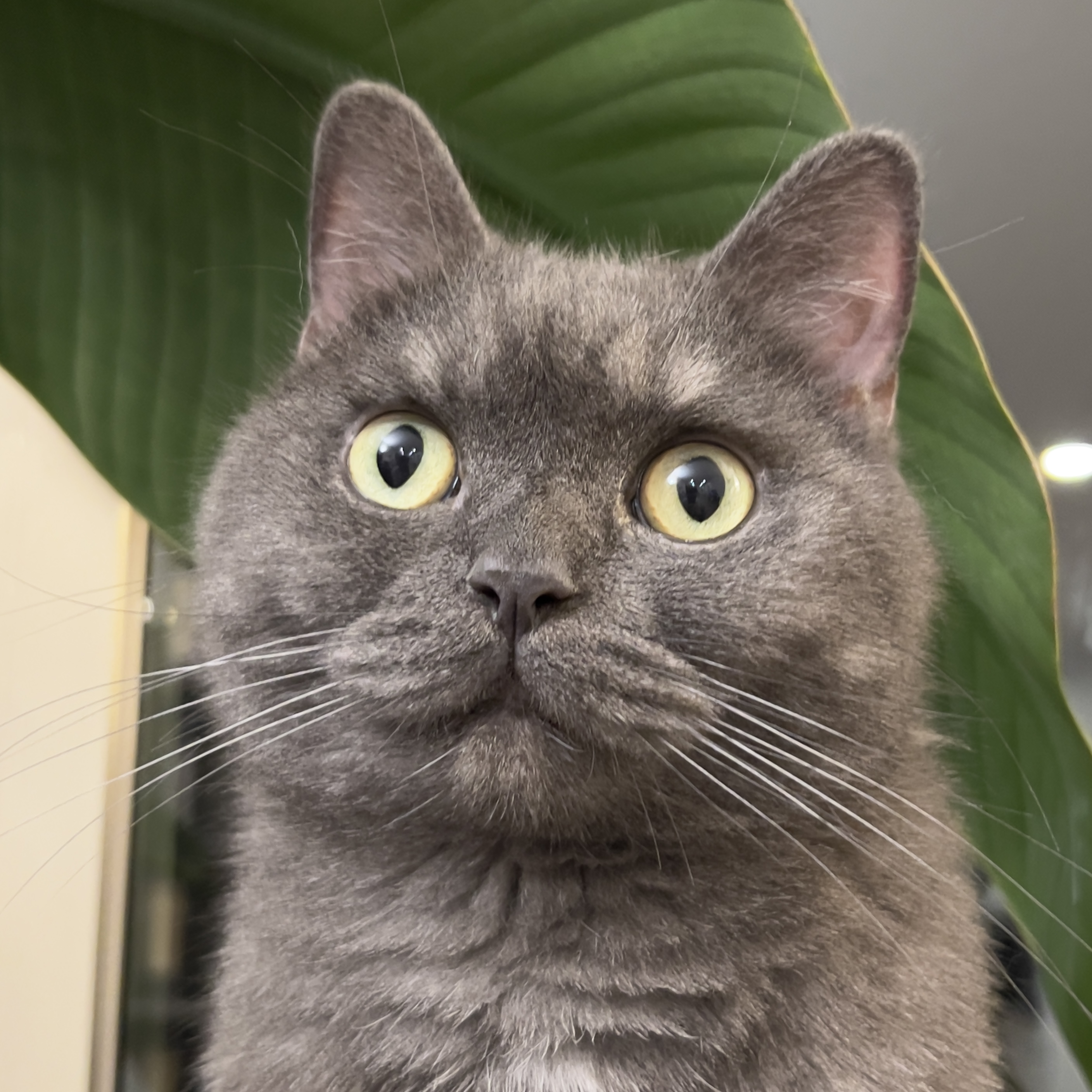 Ollie's cat sitting on top