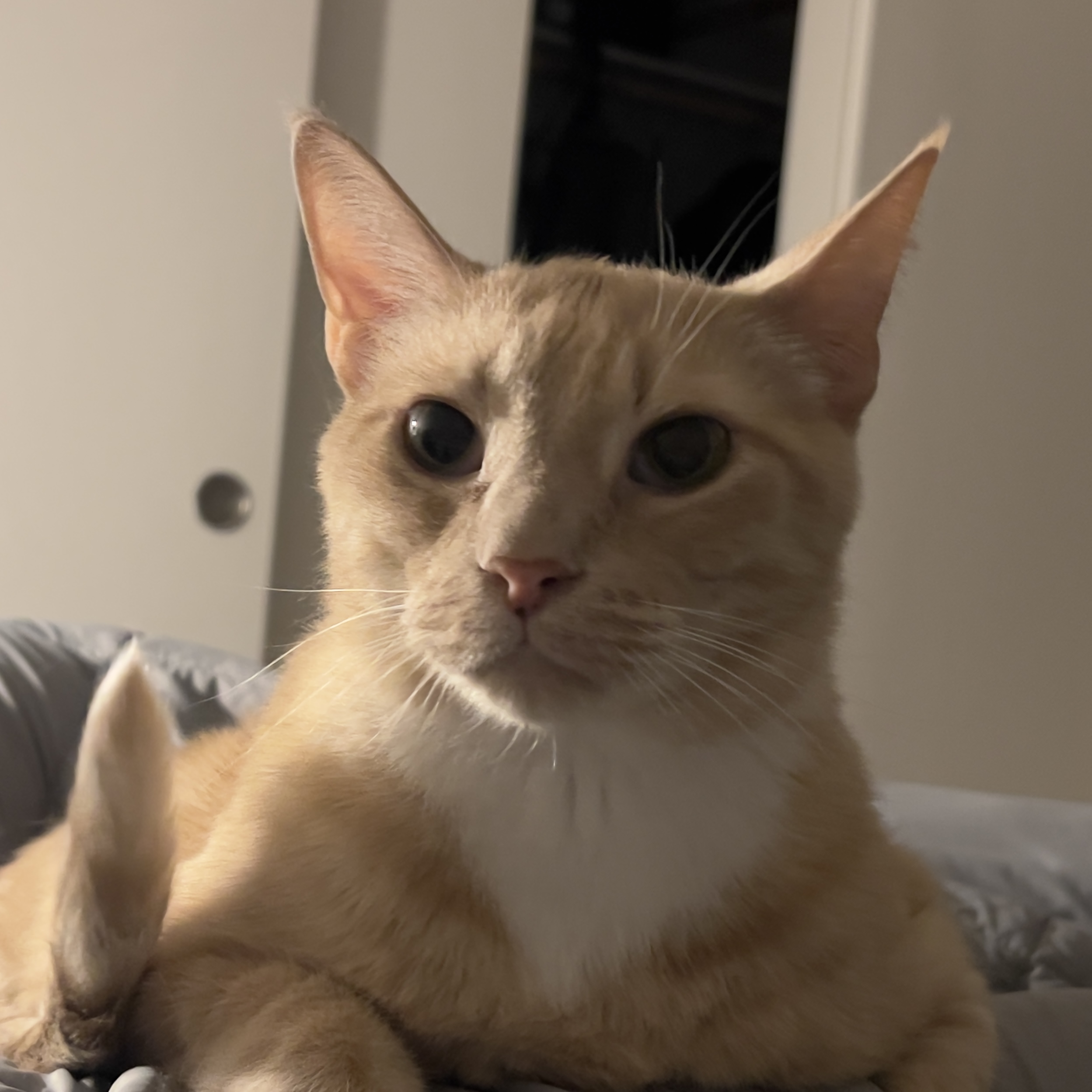 Ollie's third cat on the left